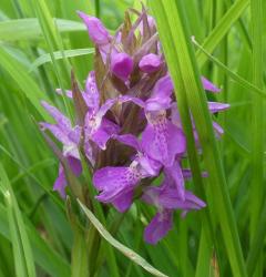 Early marsh orchid (I think)
